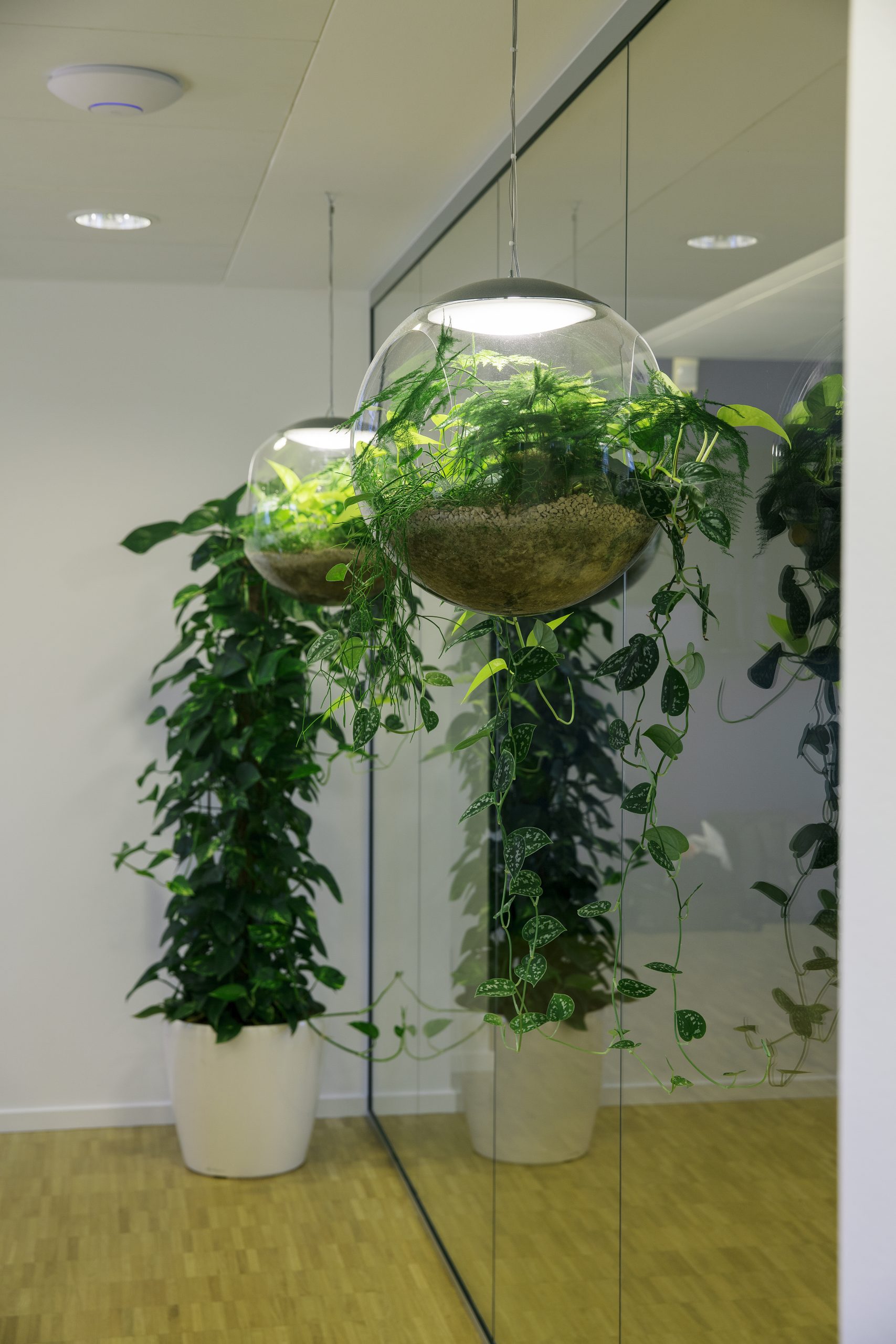 diect doctor babylone hanging garden plant pendant light stockholm 2018 greenworks 01 1 scaled