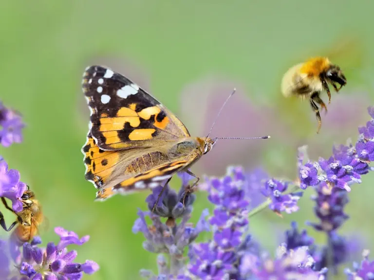 Biodiversity, green cities