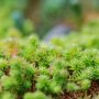 Bright spring green grass field